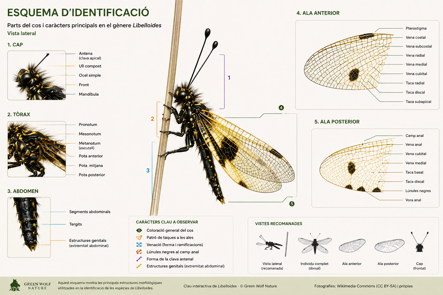 Esquema lateral d'identificació de Libelloides