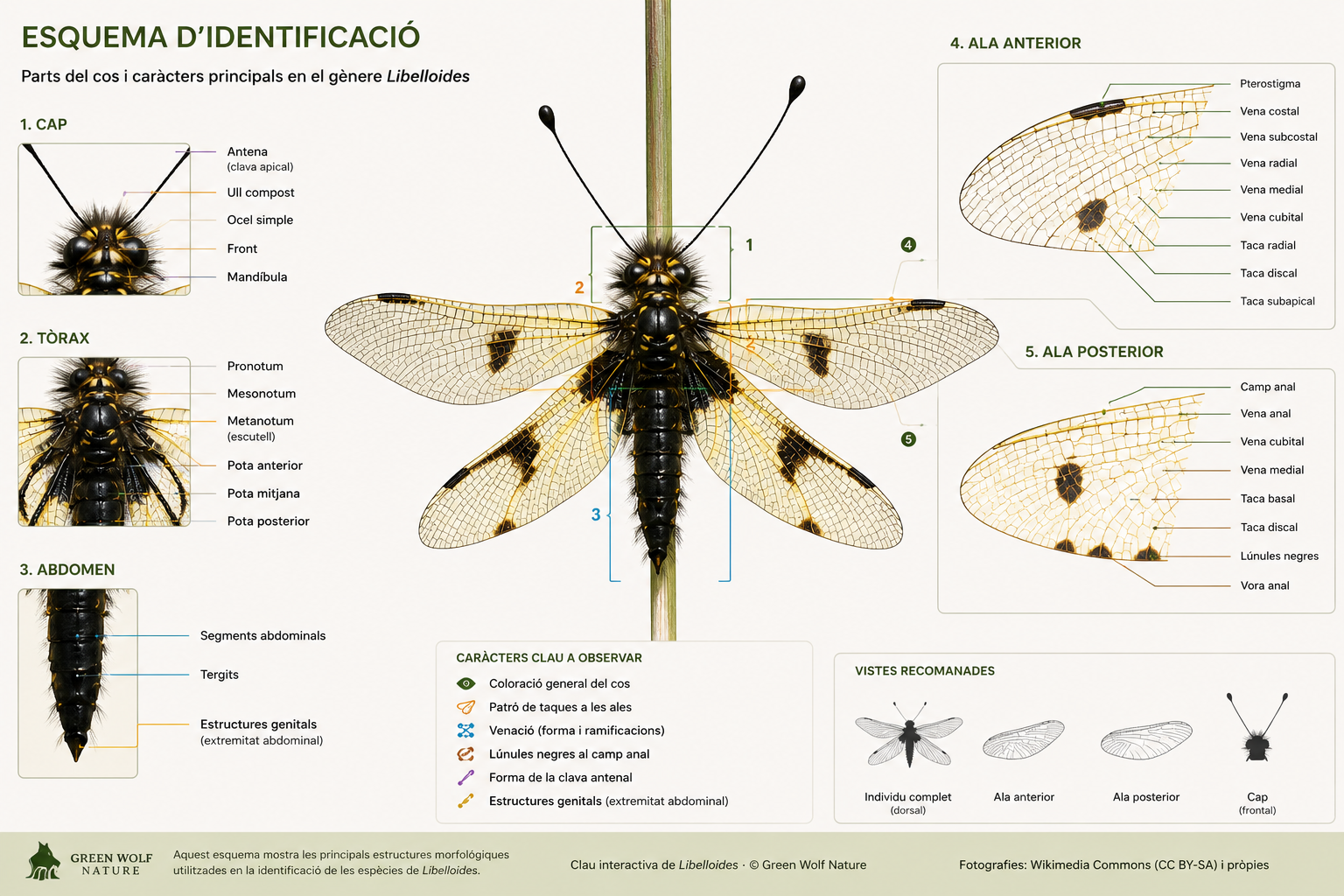 Esquema morfològic de Libelloides