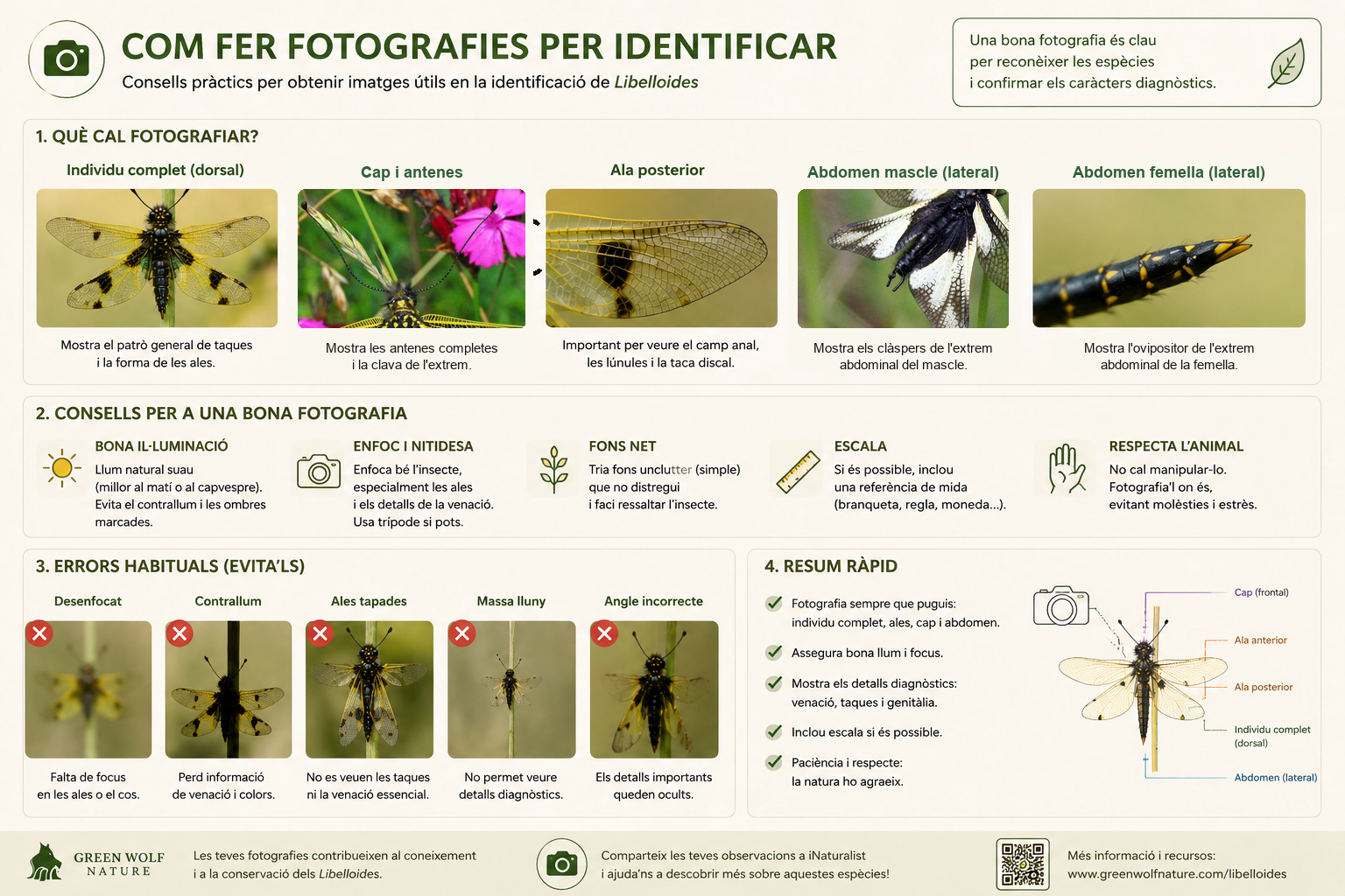 Consells per fer fotografies útils per identificar Libelloides