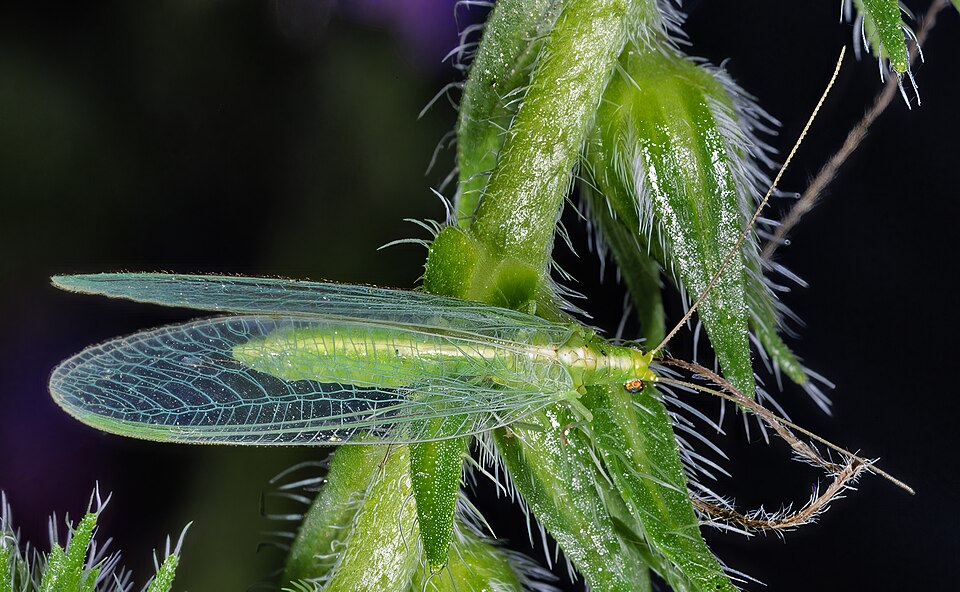Chrysoperla carnea, un altre neuròpter